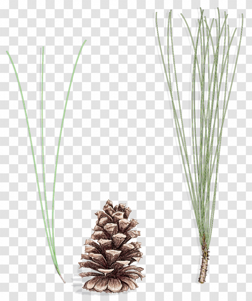 White Pine Red Pine Sugar Pine Shortstraw Pine Lodgepole Pine Transparent PNG
