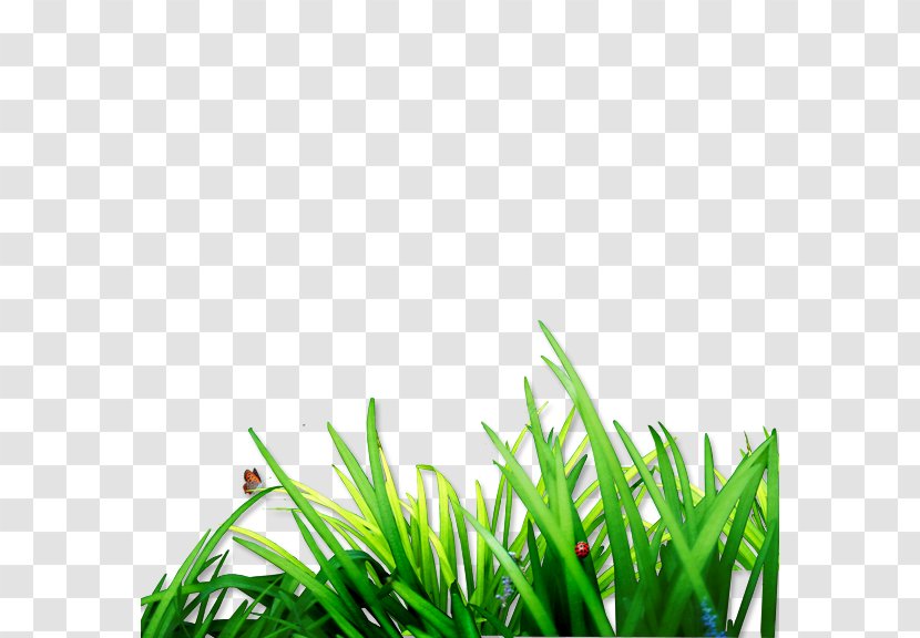 Download Lawn Computer File - Google Images - Grass Transparent PNG