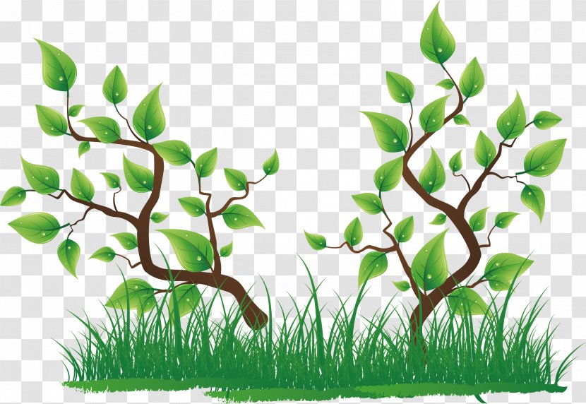 Tree Clip Art - Flora - Green Grass Transparent PNG