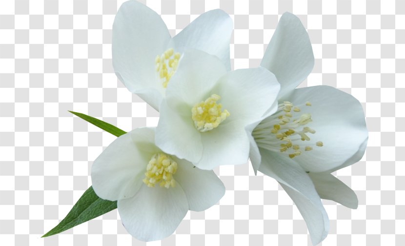 White Flower Color Clip Art - Wedding Transparent PNG