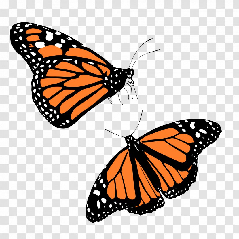 The Monarch Butterfly Insect Clip Art - Invertebrate Transparent PNG