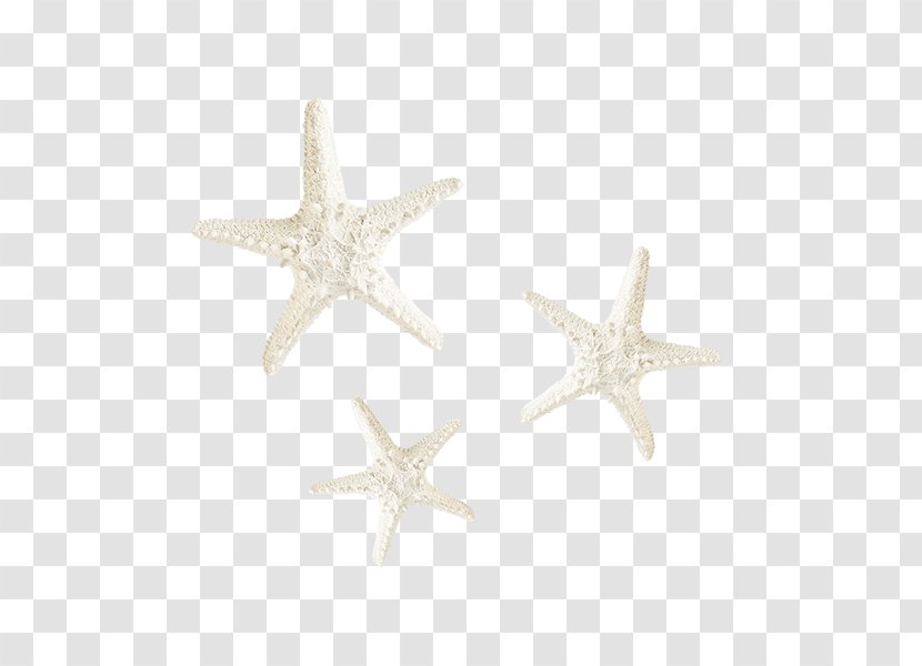 Starfish White Transparent PNG
