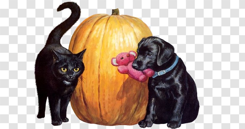 Black Cat Dog Kitten Puppy - Carnivoran Transparent PNG