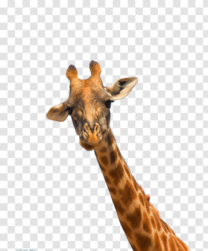 Northern Giraffe Head Gratis Transparent PNG