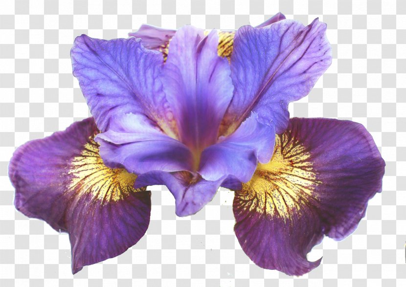 Siberian Iris Northern Blue Flag Flower Data Set Japanese Water Botany - Algerian - Petal Transparent PNG