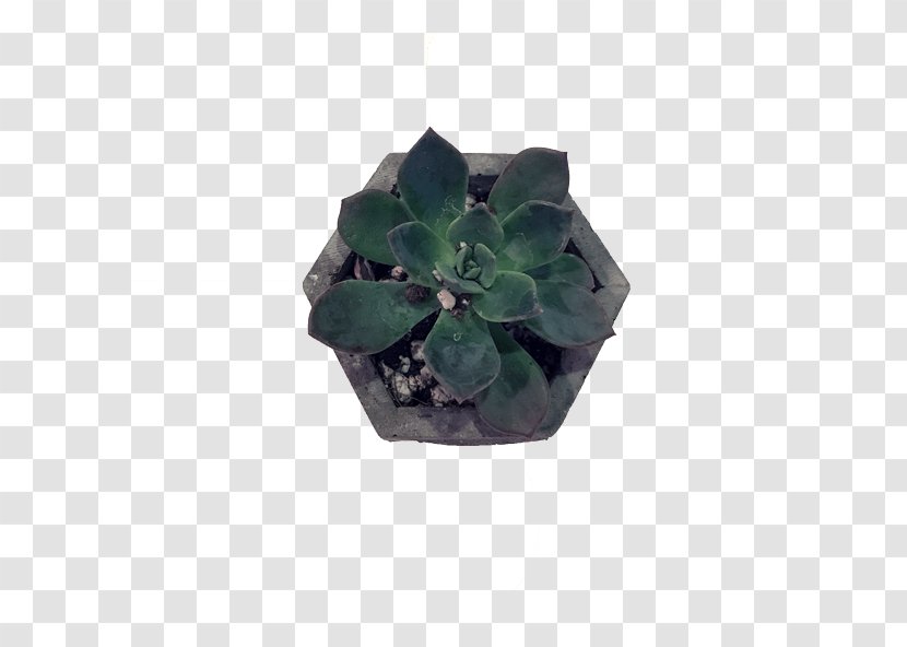 Succulent Plant Flowerpot Leaf Cactaceae Bonsai - Plastic - Suculent Transparent PNG