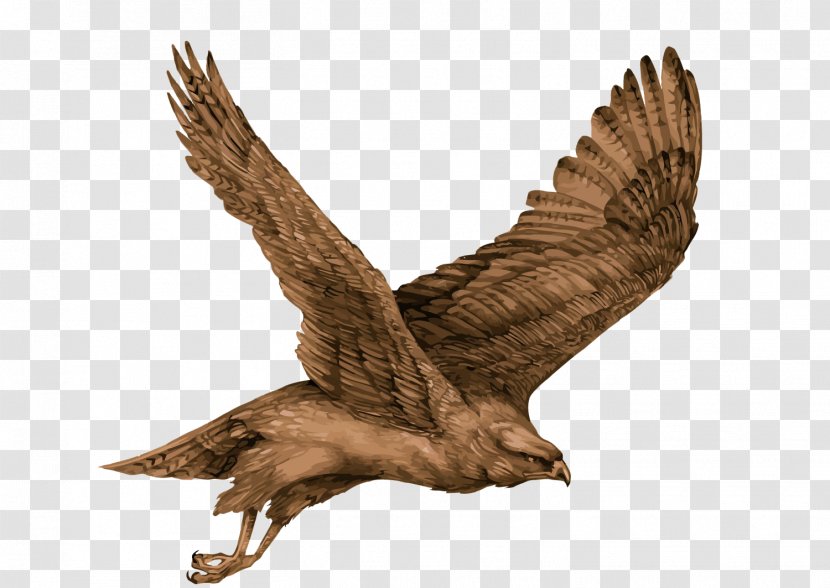 Eagle Bird Hawk - Wildlife - Vector Transparent PNG