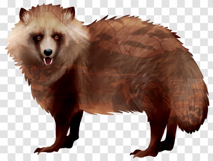 Japanese Raccoon Dog Brown Bear Procyonidae Transparent PNG