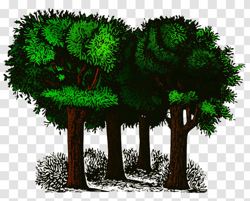 Tree Green Plant Woody Grass - Shrub Landscape Transparent PNG