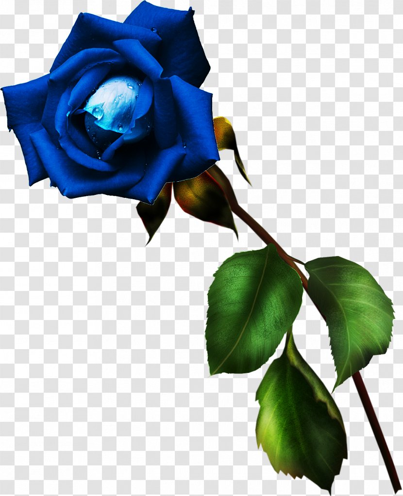 Garden Roses Blue Rose Rosa Gallica Cut Flowers - Family - Flower Transparent PNG