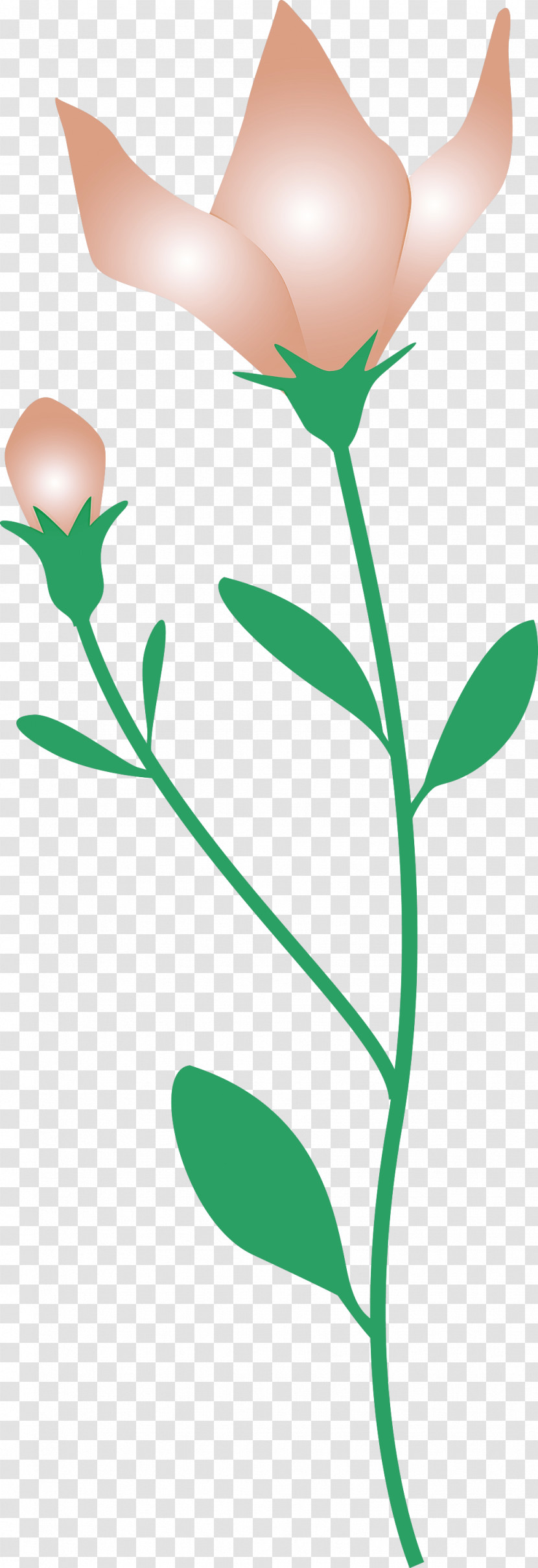 Balloon Flower Transparent PNG