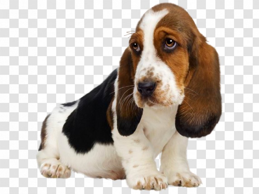 Cartoon Dog - Bassett Hounds - Companion Rare Breed Transparent PNG