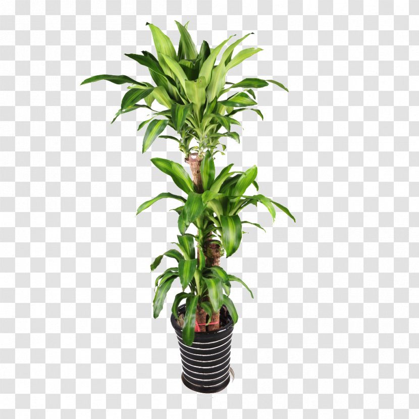 Plant Flowerpot Bonsai - Tree - Green Potted Plants Transparent PNG