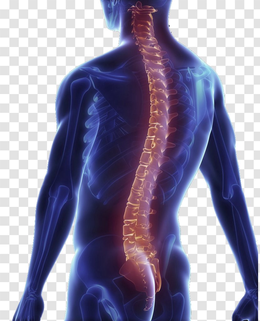 Back Pain Vertebral Column Surgery Spinal Decompression Human - Heart Transparent PNG