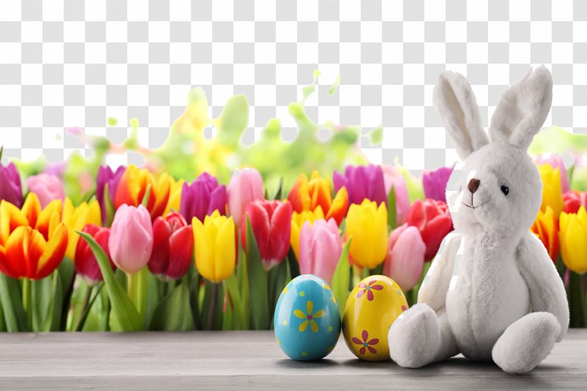 Easter Bunny Egg Tulip Wallpaper - Photography - Cute HQ Pictures Transparent PNG