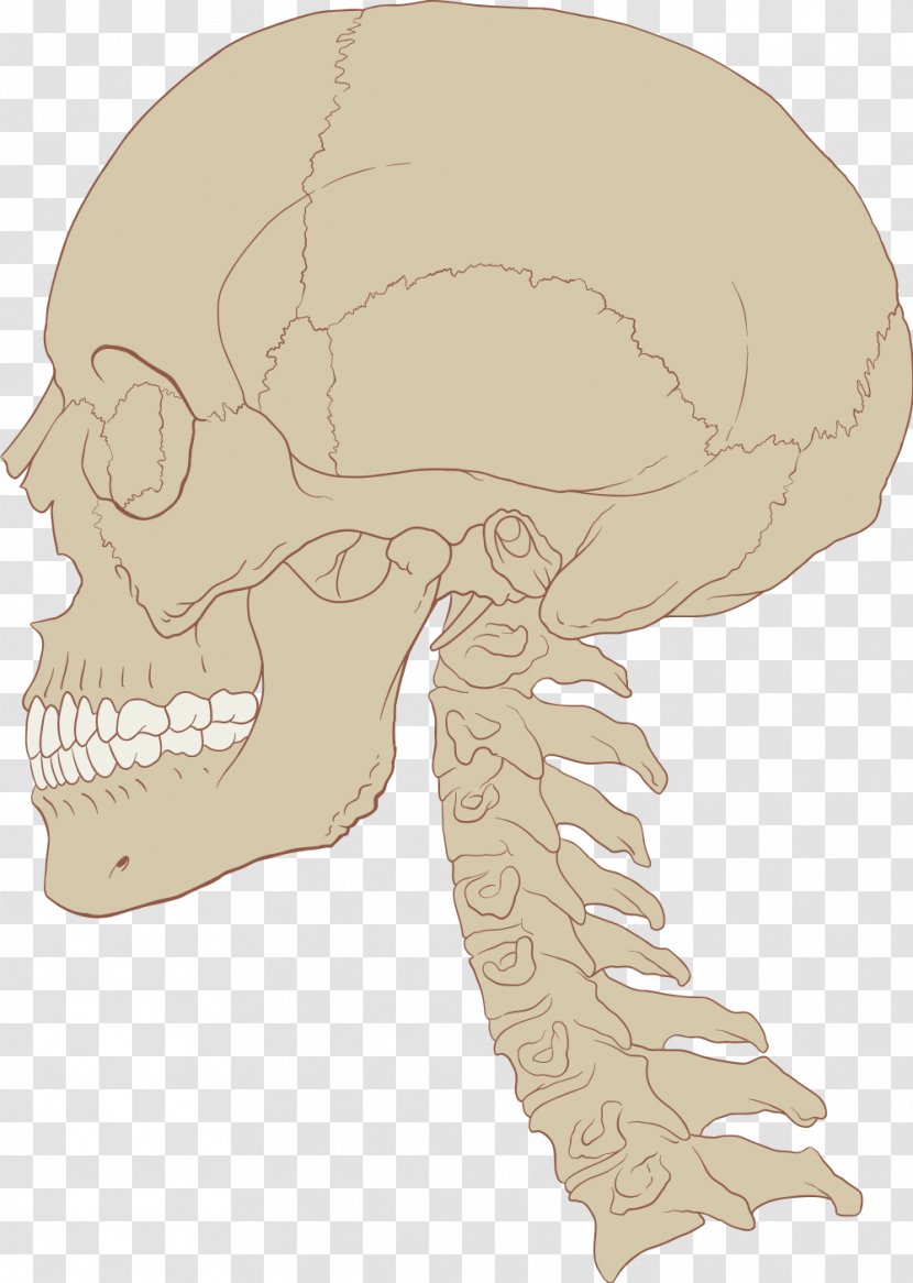 Human Brain Skull Central Nervous System Anatomy - Flower - Bloody Transparent PNG