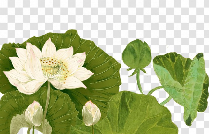 Nelumbo Nucifera Ink - Lotus Leaf Transparent PNG