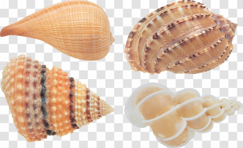 Book Human Resources Management ????????????? Business - Seashell Transparent PNG