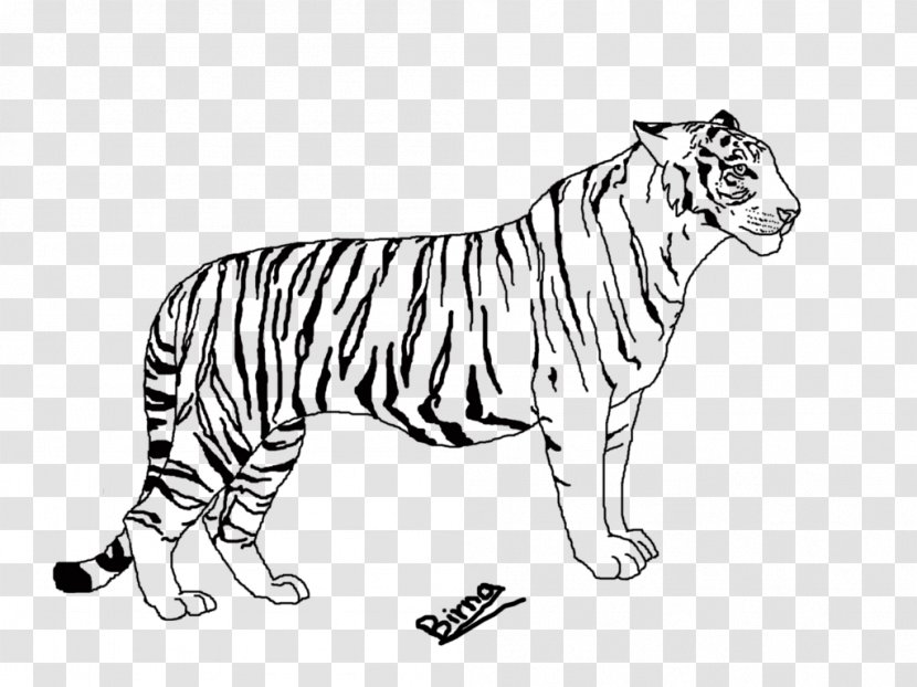 Tiger Whiskers Line Art Lion Drawing - Cat Like Mammal Transparent PNG