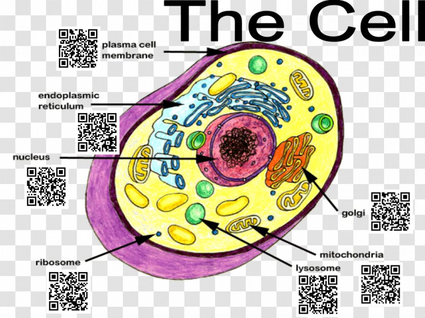 Cèl·lula Animal Coloring Book Plant Cell - Silhouette - Eukaryotic Transparent PNG