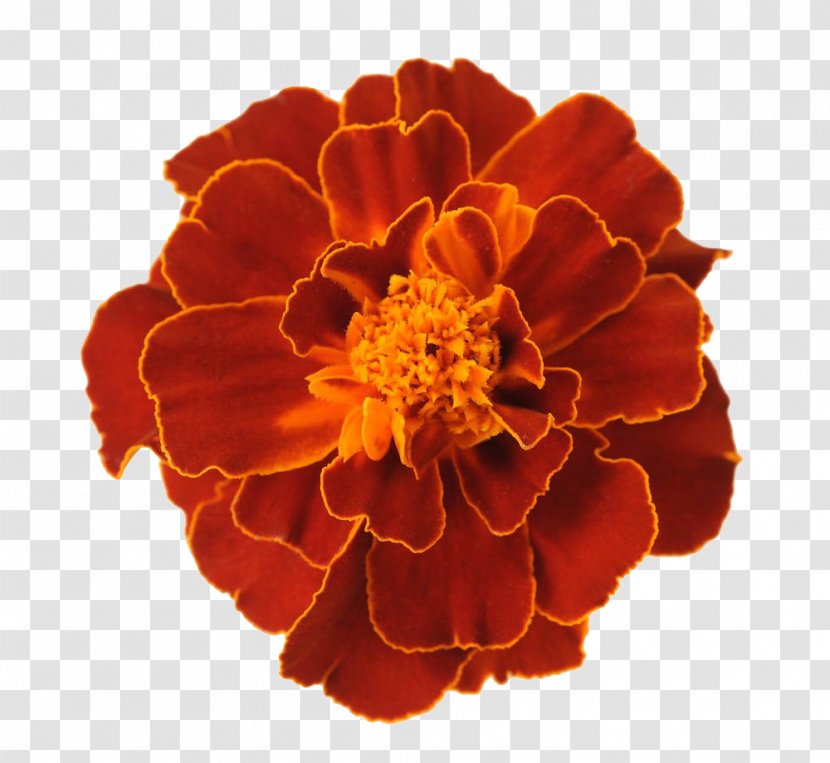 Mexican Marigold Flower Tagetes Lucida - Peach - Red Leave The Material Transparent PNG