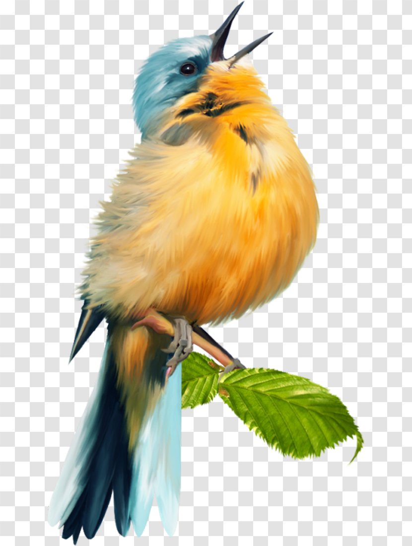 Bird Scrapbooking - Beak Transparent PNG