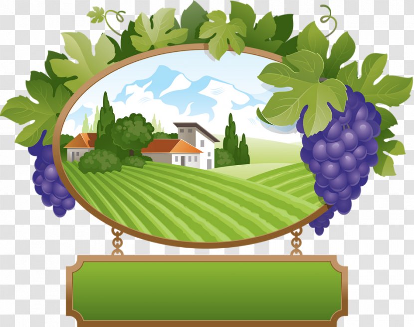 Common Grape Vine Desktop Wallpaper Raisin - Color Transparent PNG