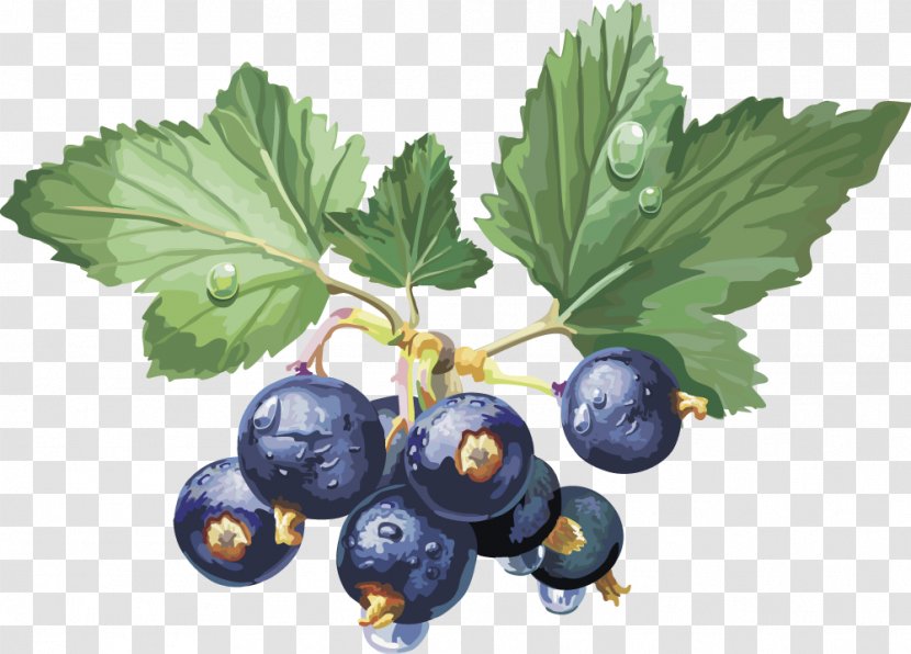 Frutti Di Bosco Gooseberry Blackcurrant Fruit Redcurrant - Plant - Vector Blueberry Transparent PNG