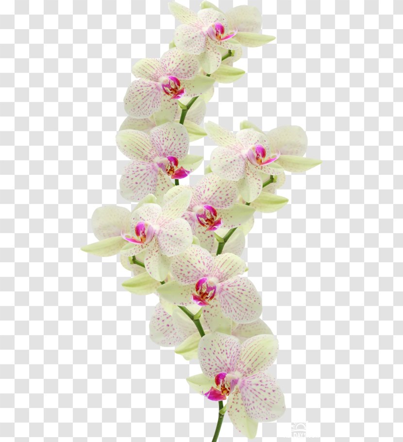 Moth Orchids Cut Flowers Dendrobium - Flower Transparent PNG