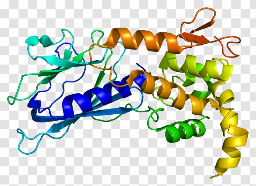 NEIL1 DNA Glycosylase Base Excision Repair Protein Gene - Oxoguanine - Lyase Transparent PNG
