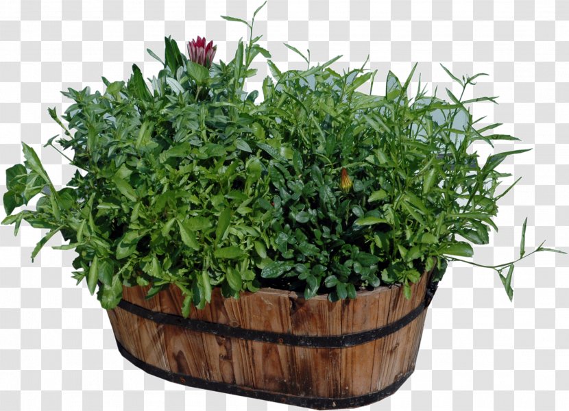 Flowerpot Houseplant Wood - Flower Box - Plants Transparent PNG