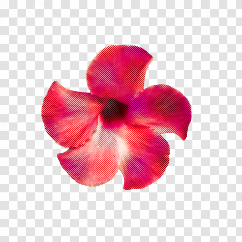 Hibiscus Mallows Petal Magenta Telekom Mallow Transparent PNG