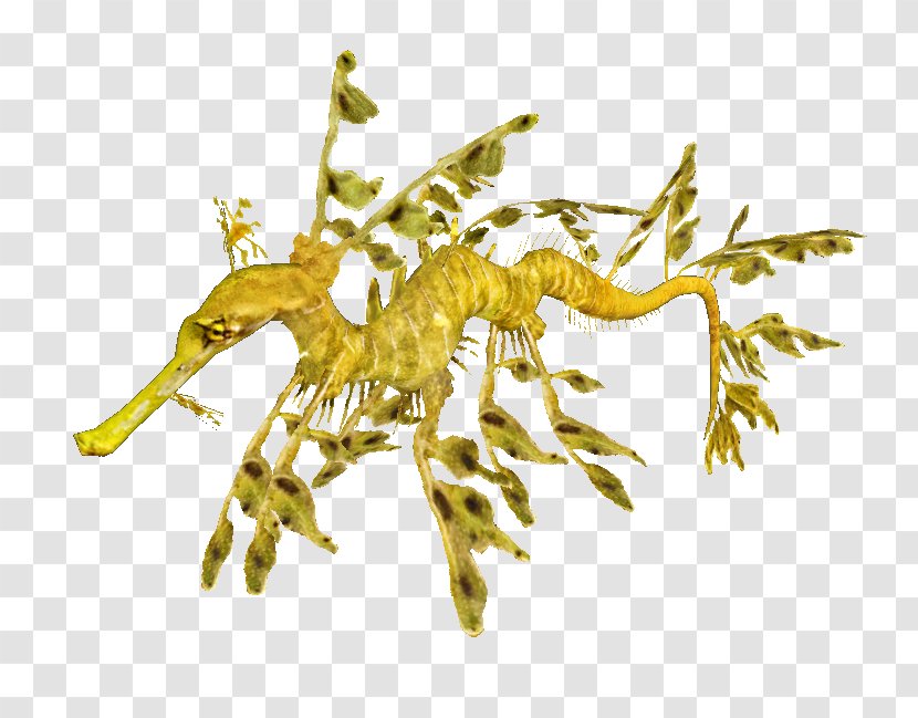 Seahorse Syngnathidae Leafy Seadragon Common Zoo Tycoon 2: Marine Mania - Syngnathiformes - Equus Ferus Caballus Transparent PNG