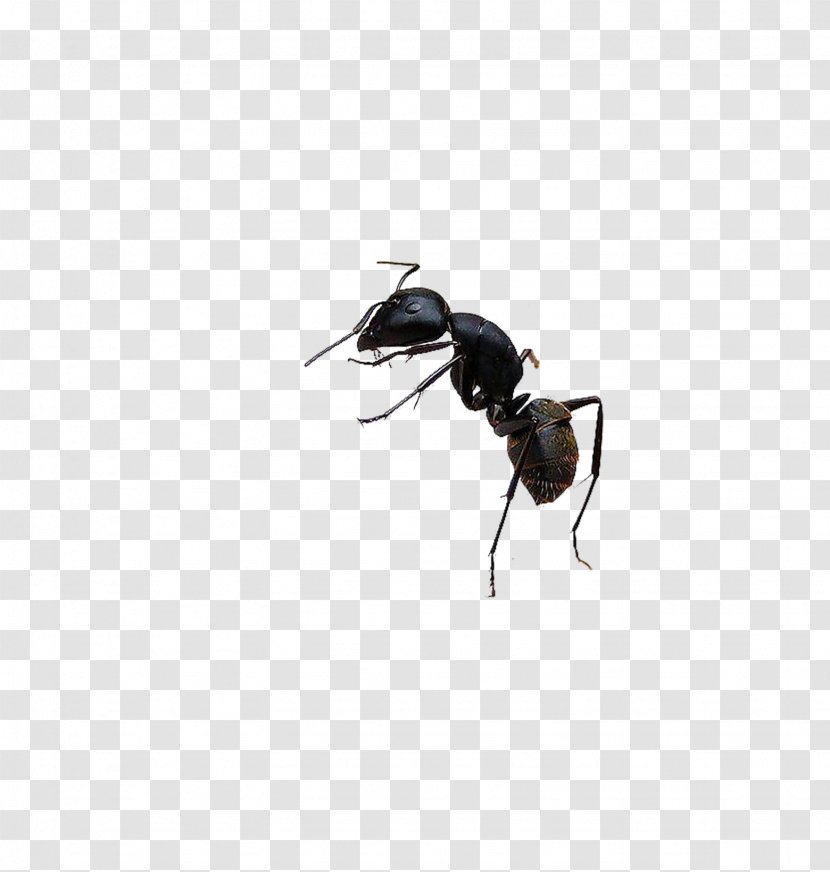 Black Garden Ant Bee Insect - Pest - Ants Transparent PNG