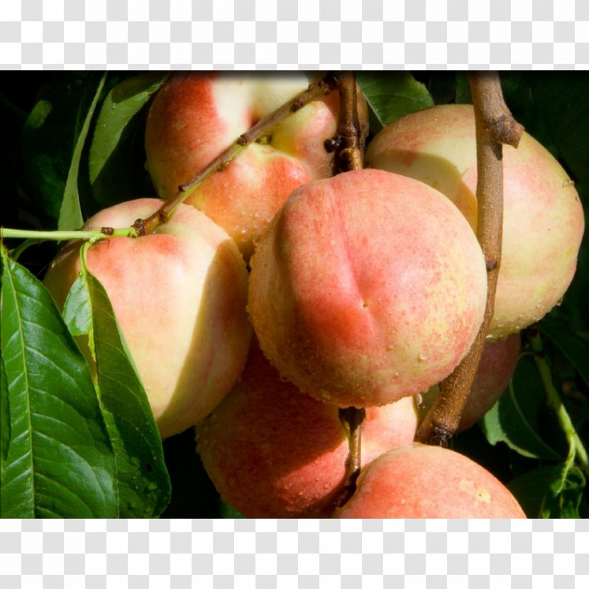 Apricot Saturn Peach Fruit Tree Nectarine Transparent PNG