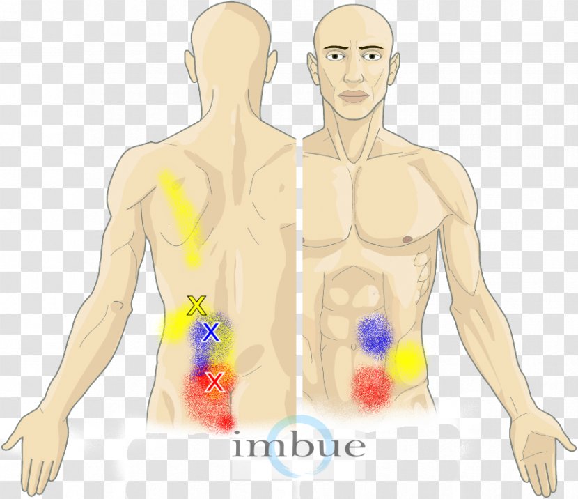 Finger Abdomen Human Body Myofascial Trigger Point Abdominal Pain - Flower - Muscle Transparent PNG