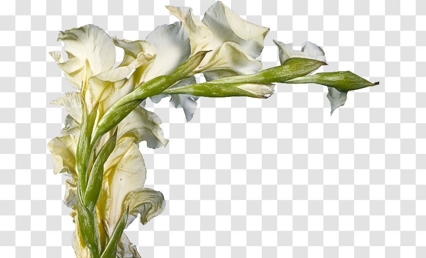 Flower Flowering Plant White Cut Flowers - Stem Pedicel Transparent PNG