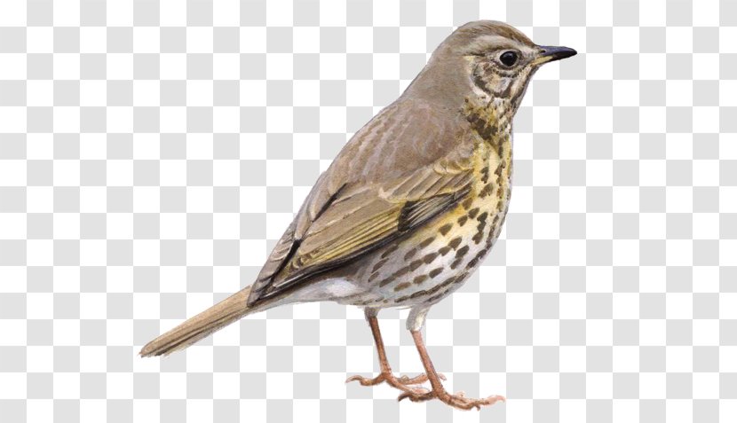 House Sparrow Bird European Robin Dunnock Thrush - Songbird - Watcher Transparent PNG