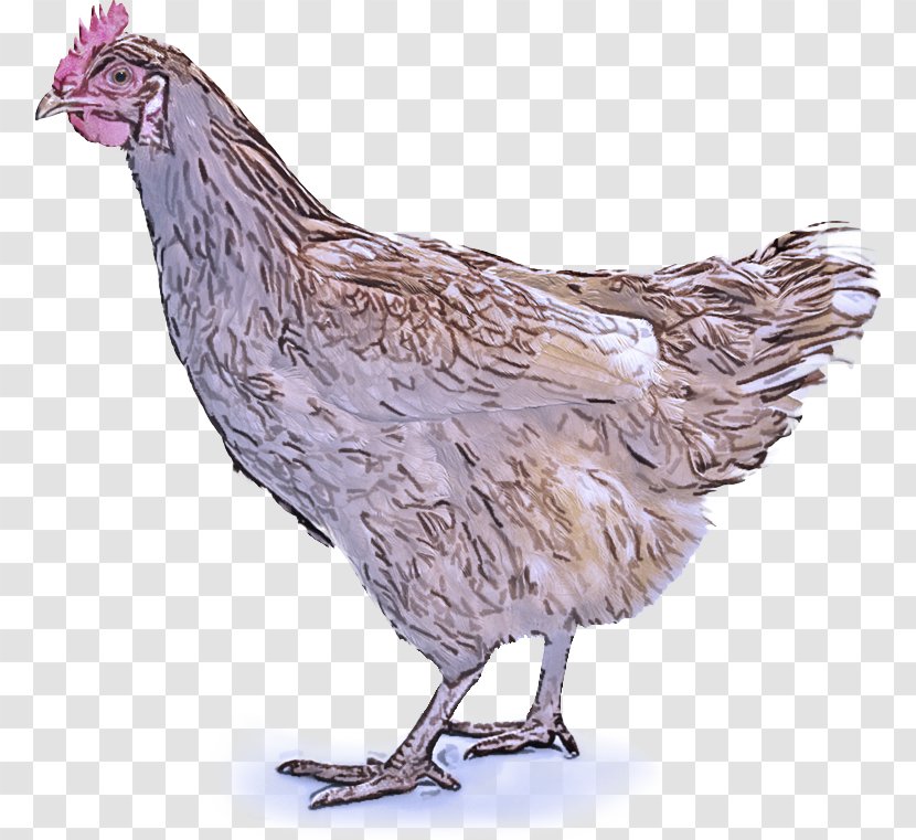 Bird Chicken Rooster Beak Comb - Livestock Animal Figure Transparent PNG