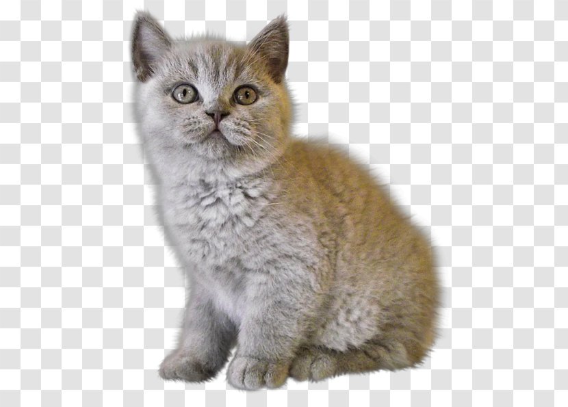 Kitten Cat Desktop Wallpaper - Napoleon - Creative Transparent PNG