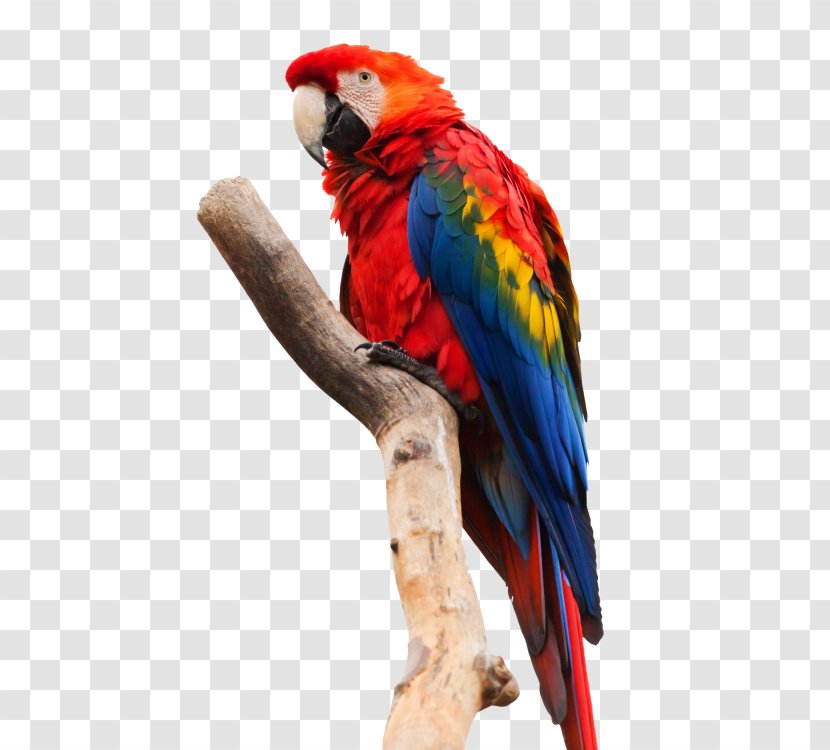 Parrot Scarlet Macaw Bird Red-and-green - Feather - Parrots Transparent PNG