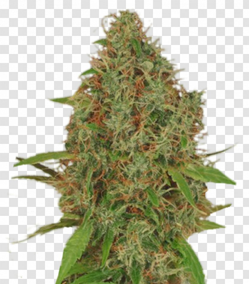 Autoflowering Cannabis Kush Seed Plant Transparent PNG