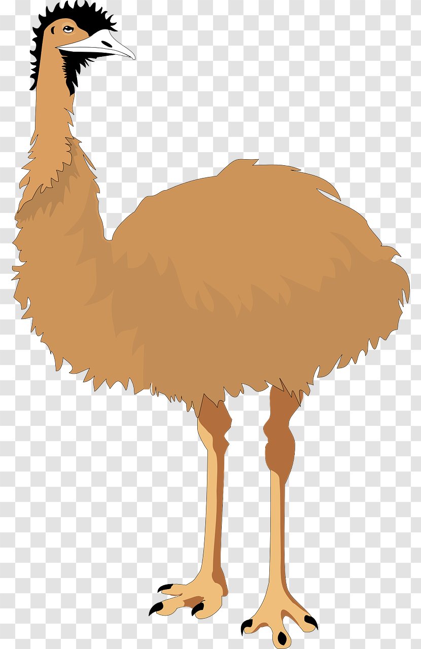 Common Ostrich Emu Bird Cartoon Clip Art - Brown Transparent PNG