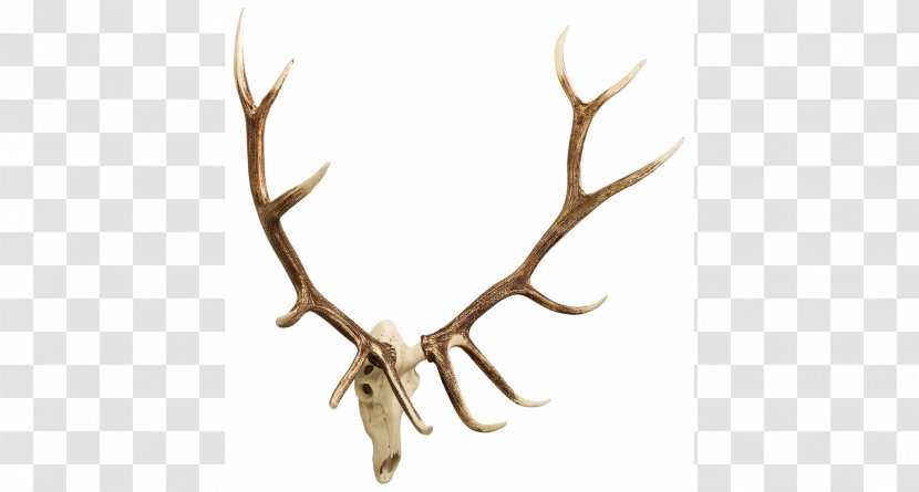 White-tailed Deer Moose Antler Elk - Skull Mounts Transparent PNG