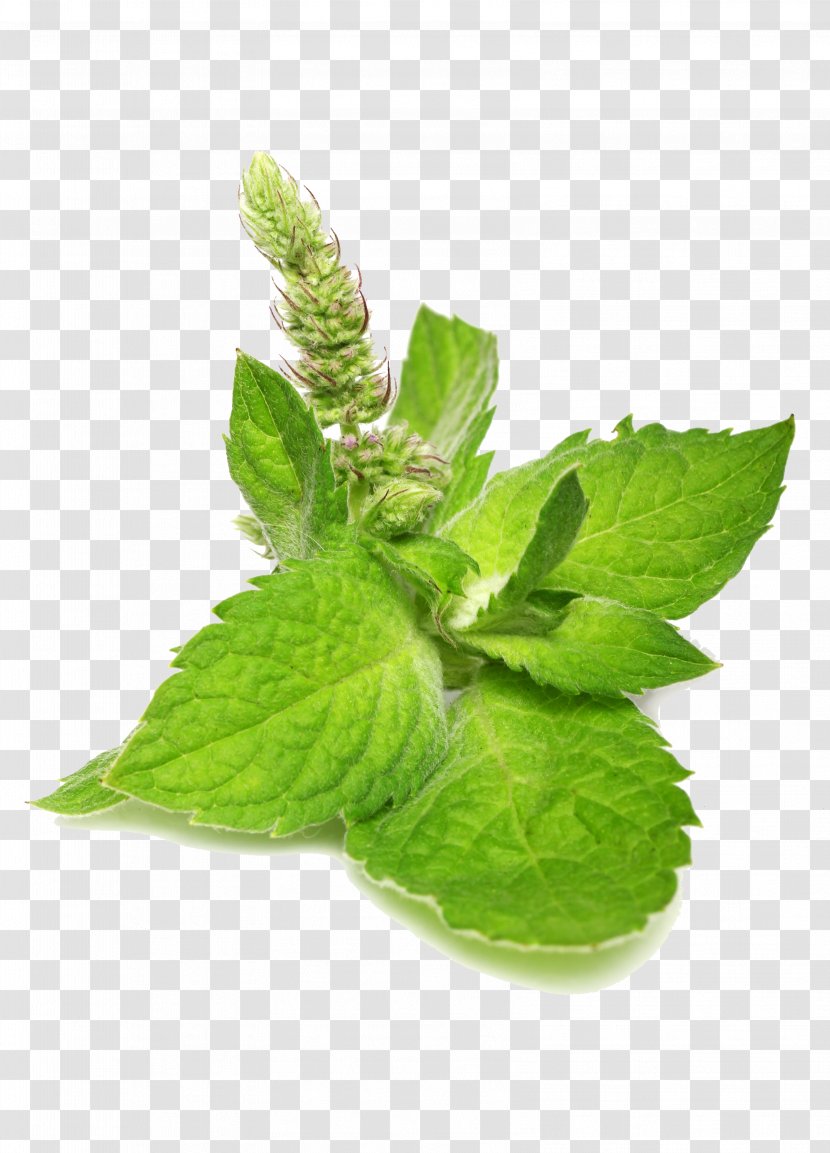 Catnip Mentha Spicata Leaf Food - Peppermint - Mint Transparent PNG