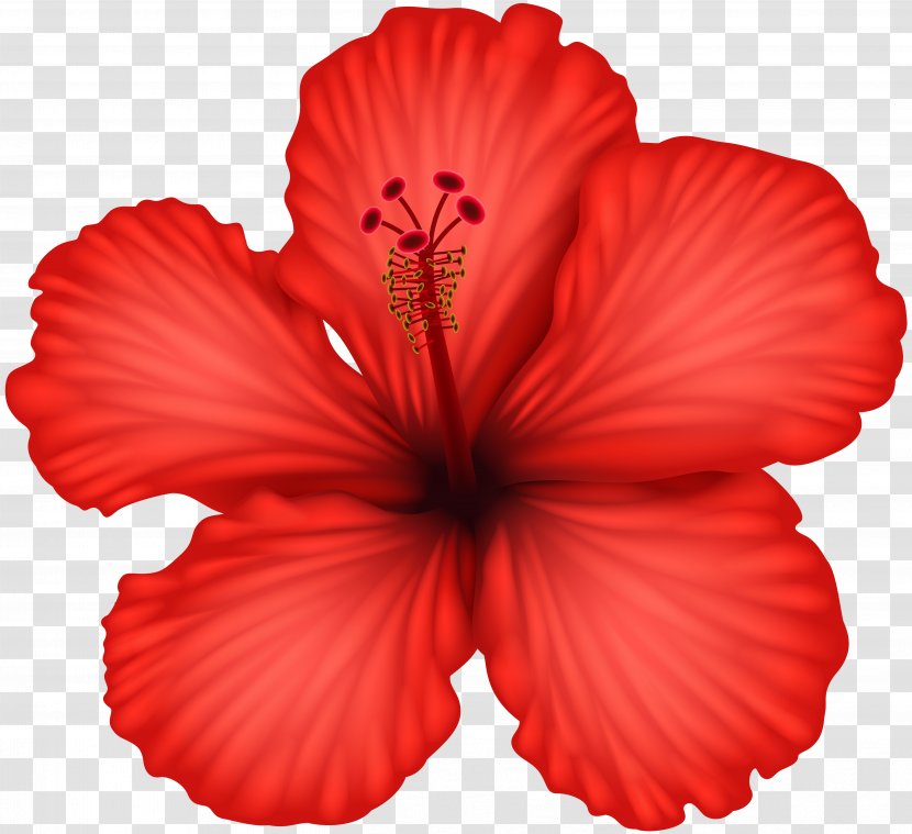 Hibiscus Clip Art - Stock Photography - Red Transparent PNG