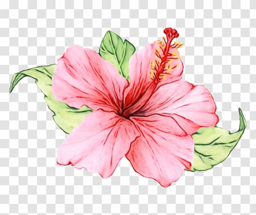 Hibiscus Flower Pink Petal Hawaiian - Chinese Plant Transparent PNG