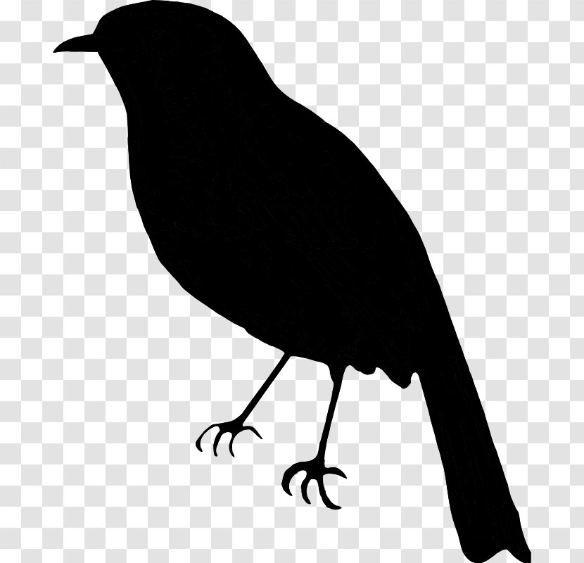 American Crow Clip Art Fauna Silhouette Common Raven - Bird Transparent PNG