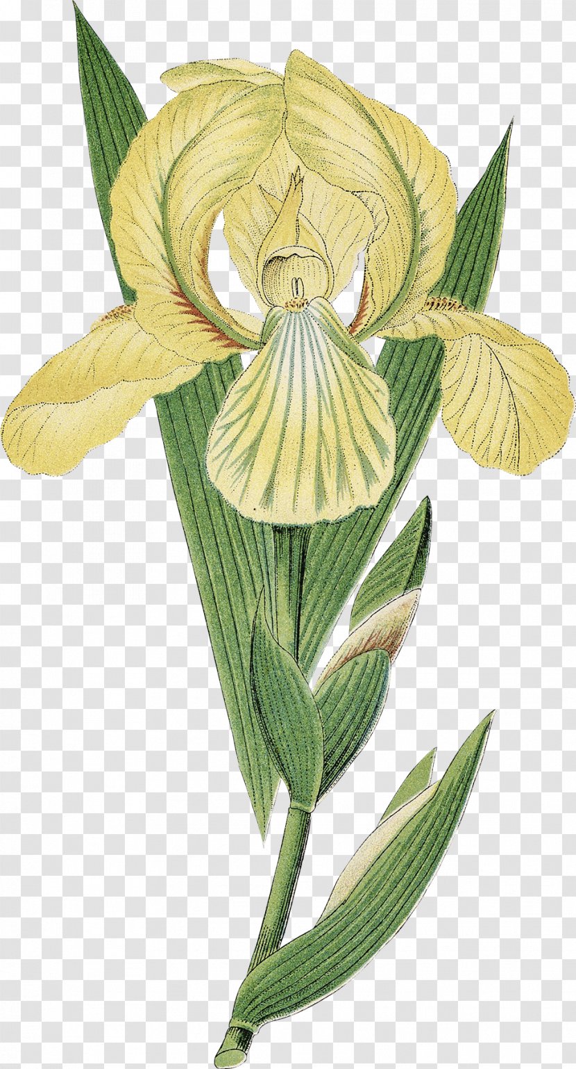 Flower Floral Design Printmaking Art Botanical Illustration - Botany - Tooth Fairy Transparent PNG