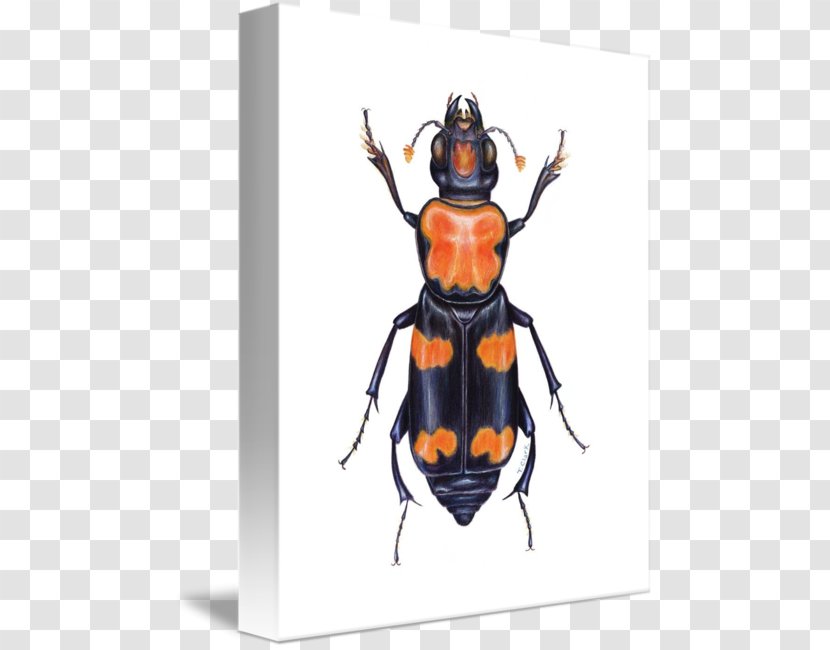 American Burying Beetle Yellow Garden Spider Animal Stag Transparent PNG
